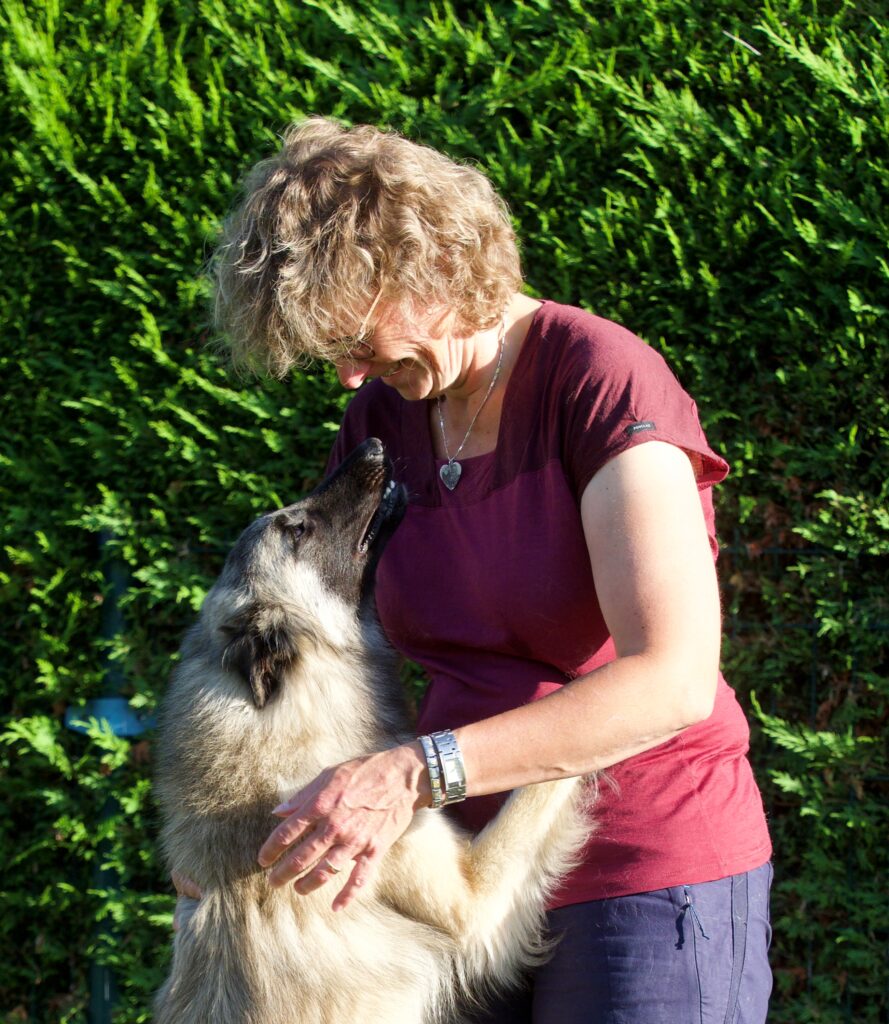 Claudia Hugens-Bloos aait een Belgische Herder Tervueren voor een groene haag