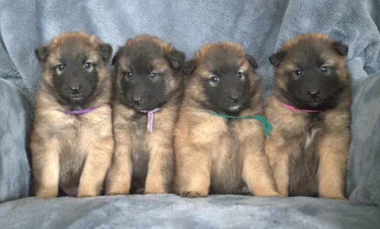 Vier Tervueren-pups zitten naast elkaar op een blauwe deken
