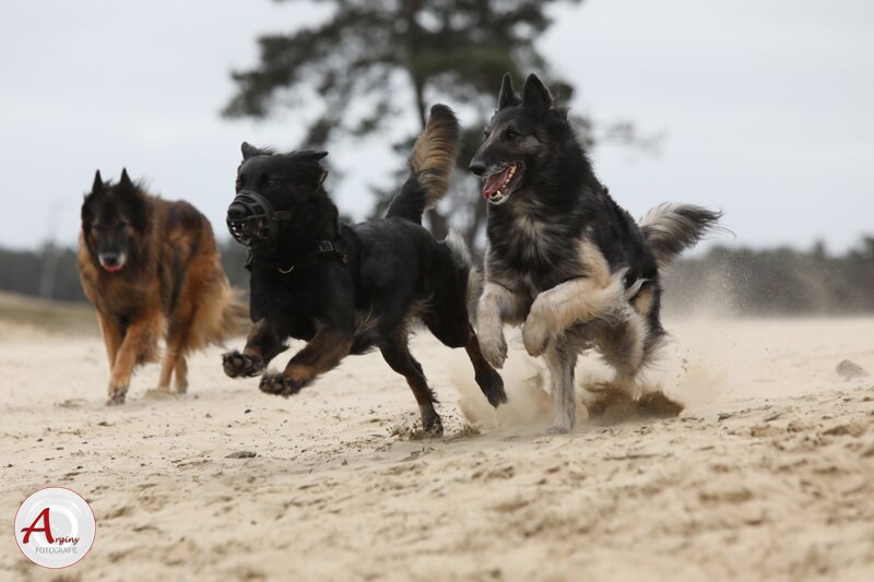 Drie Belgische Herders rennen samen over het zand