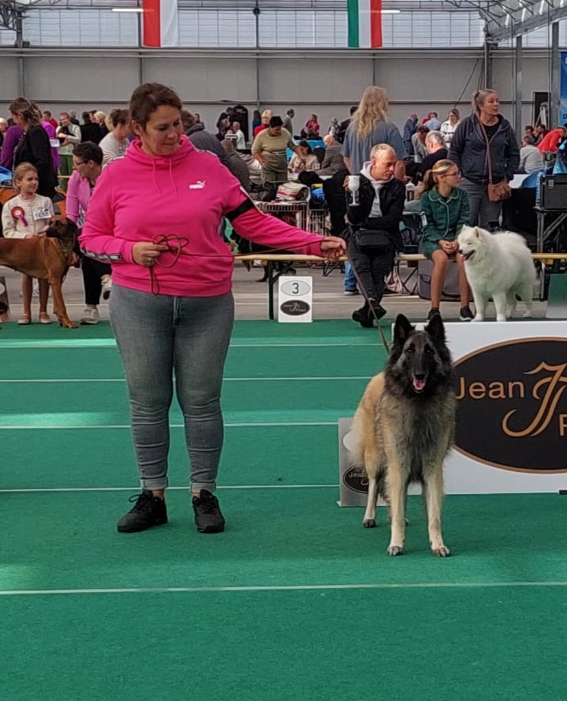 Geleidster showt een Tervueren in de ring tijdens een hondenshow