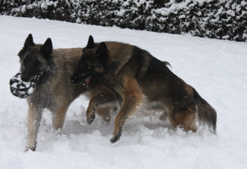 Twee Belgische Herders spelen met een bal in de sneeuw