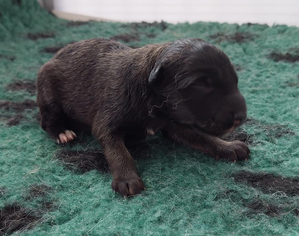 Pasgeboren Tervueren-pup ligt op een groene deken