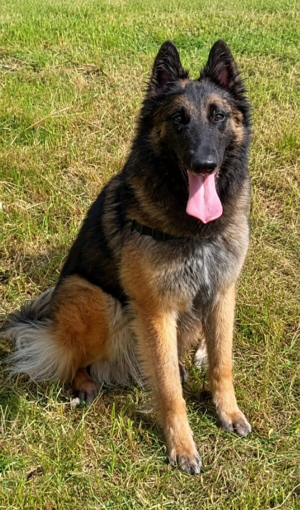 Belgische Herder Tervueren zit op het gras met de tong uit de bek