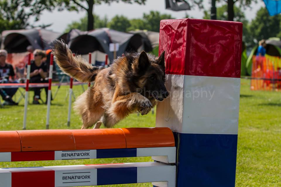 Tervueren springt over een rood-wit-blauwe hindernis tijdens agility