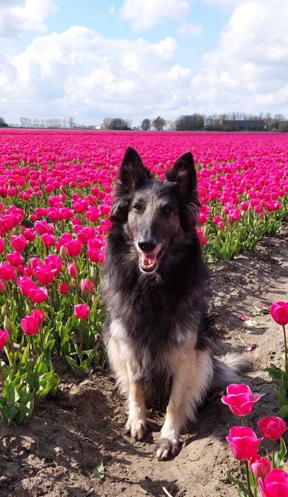 Tervueren staat tussen de roze tulpen in een bollenveld