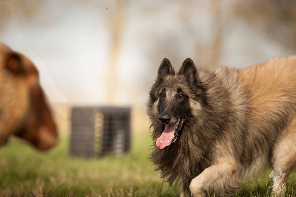 Tervueren rent door een veld, gezien over de rug van een andere hond