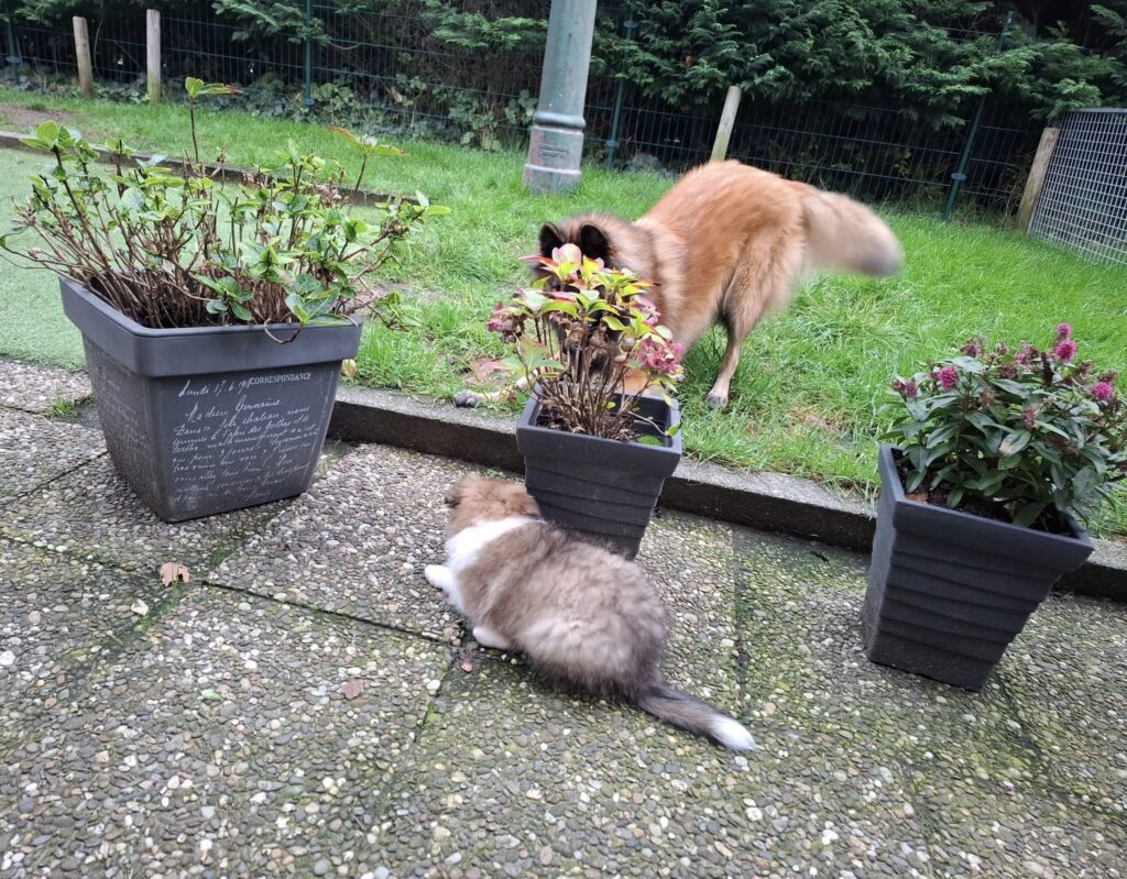 Sheltie staat in de tuin tussen de plantenbakken