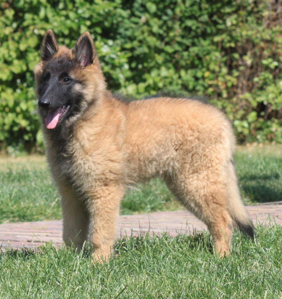 Jonge Belgische Herder Tervueren staat op het gras
