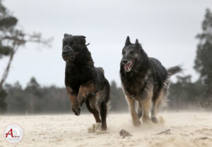 Twee Tervueren rennen over het zand naar de camera toe