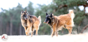 Twee Tervueren rennen samen over het zand