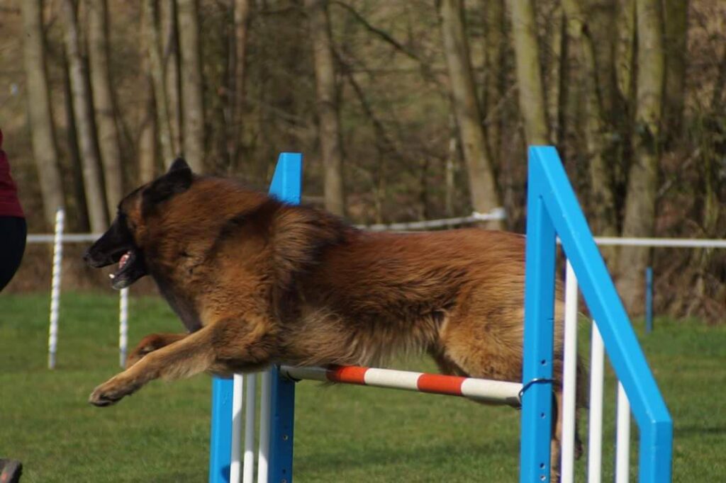 Tervueren springt over een blauwe hindernis in een bosrijk parcours