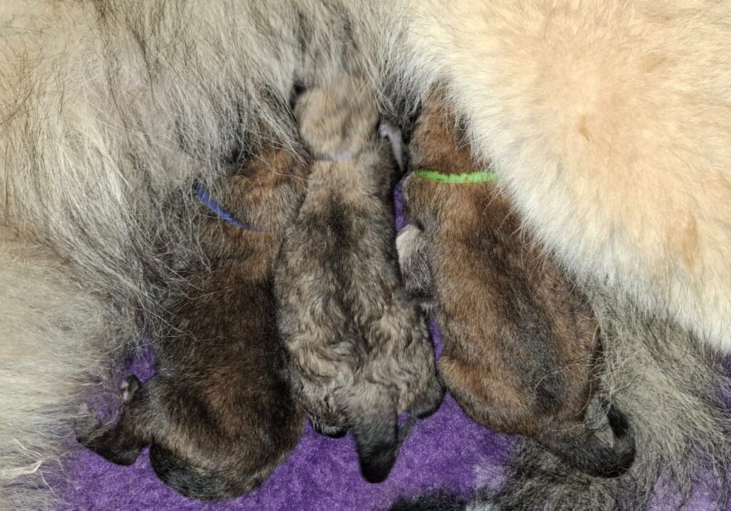 Pasgeboren Tervueren-pups drinken bij hun moeder