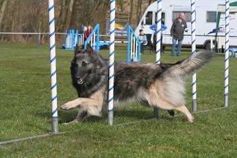 Tervueren rent door de slalom op een agilityterrein