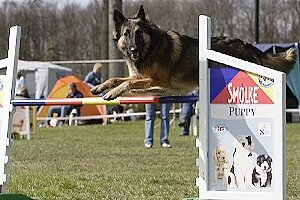 Tervueren springt over een hindernis op een agilityparcours
