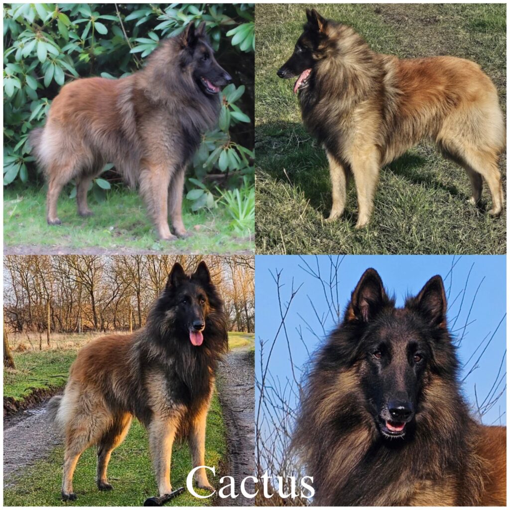 Fotocollage van vier Tervueren, waaronder dekreu Cactus