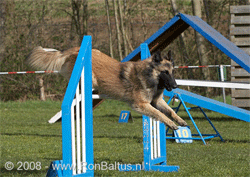 Tervueren springt over een blauw-witte hindernis tijdens agility