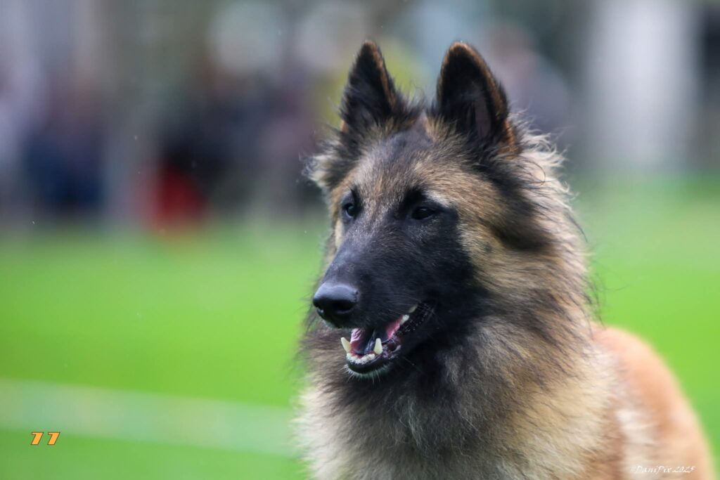 Kopportret van een Belgische Herder Tervueren tegen een groene achtergrond