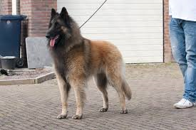 Tervueren staat op de stoep voor een garagedeur