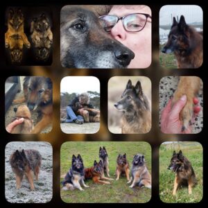 Fotocollage met beelden van een Tervueren door de jaren heen