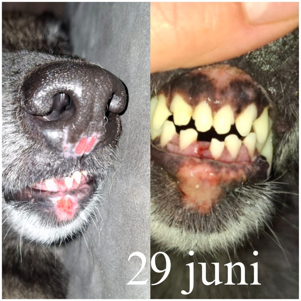 Close-up van de neus en het gebit van een hond