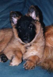 Twee jonge Tervueren-pups liggen samen op een blauwe deken