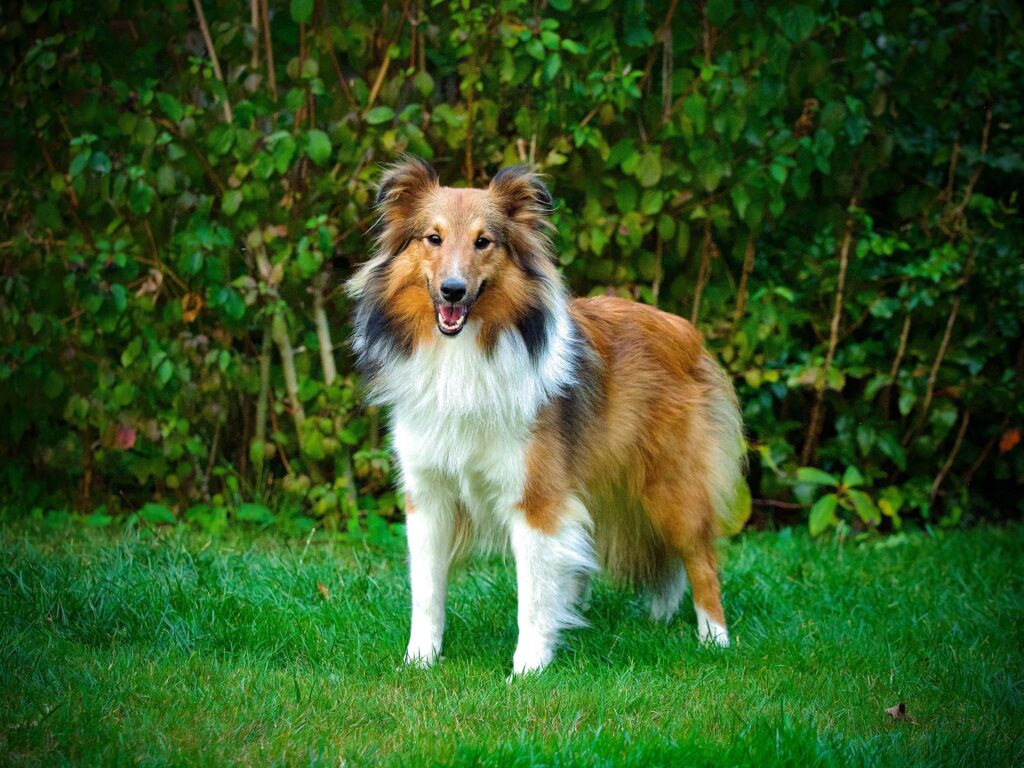 Sheltie staat op het gras in de tuin