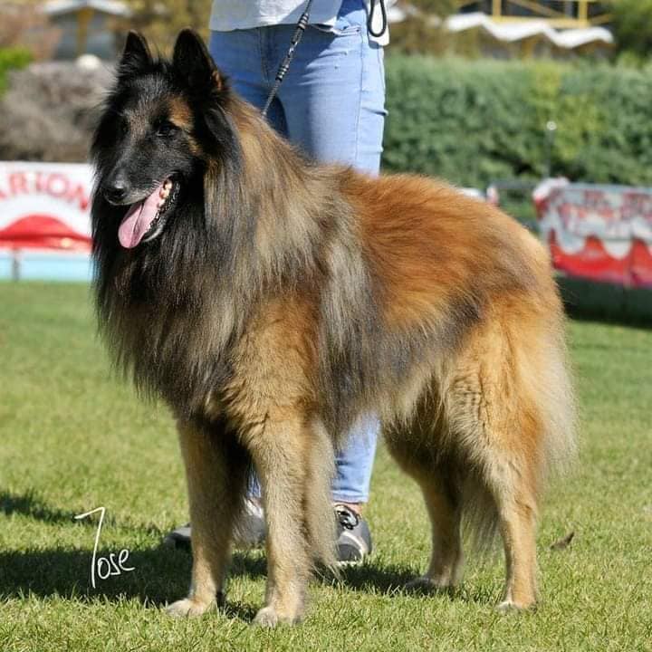 Protos del Clamiu, Belgische Herder Tervueren, in showhouding op het gras
